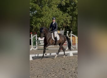 Westfaliano, Caballo castrado, 7 años, 170 cm, Castaño oscuro
