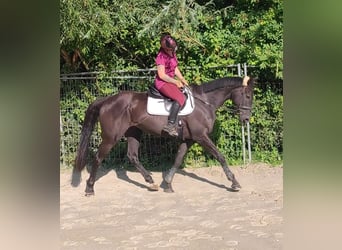 Westfaliano, Caballo castrado, 7 años, 170 cm, Negro