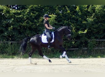 Westfaliano, Caballo castrado, 7 años, 170 cm, Negro