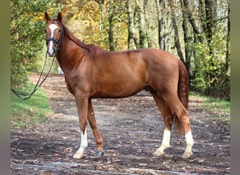 Westfaliano, Caballo castrado, 7 años, 172 cm, Alazán