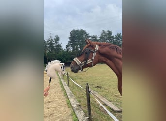 Westfaliano, Caballo castrado, 7 años, 172 cm, Alazán