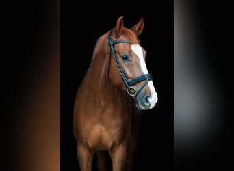 Westfaliano, Caballo castrado, 7 años, 172 cm, Alazán