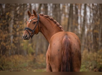Westfaliano, Caballo castrado, 7 años, 172 cm, Alazán-tostado
