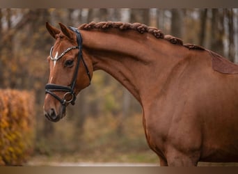Westfaliano, Caballo castrado, 7 años, 172 cm, Alazán-tostado