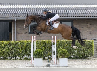 Westfaliano, Caballo castrado, 7 años, 172 cm, Castaño