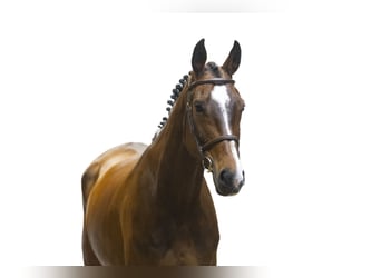Westfaliano, Caballo castrado, 7 años, 172 cm, Castaño