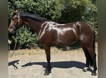 Westfaliano, Caballo castrado, 7 años, 173 cm, Castaño