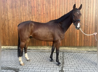 Westfaliano, Caballo castrado, 7 años, 173 cm, Castaño