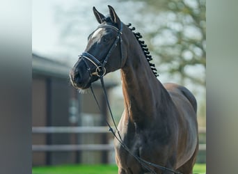 Westfaliano, Caballo castrado, 7 años, 173 cm, Castaño