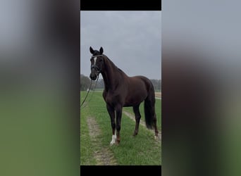 Westfaliano, Caballo castrado, 7 años, 175 cm, Alazán-tostado