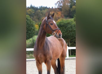 Westfaliano, Caballo castrado, 7 años, 175 cm, Castaño