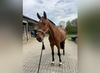 Westfaliano, Caballo castrado, 7 años, 175 cm, Castaño