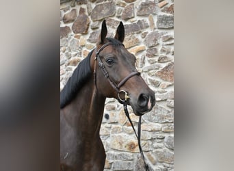 Westfaliano, Caballo castrado, 7 años, 175 cm, Castaño