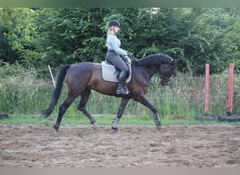 Westfaliano, Caballo castrado, 7 años, 175 cm, Castaño oscuro