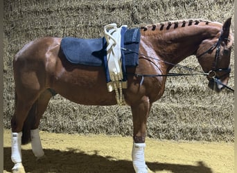 Westfaliano, Caballo castrado, 7 años, 180 cm, Alazán