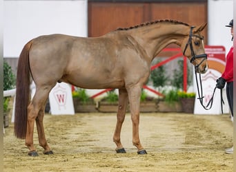 Westfaliano, Caballo castrado, 7 años, Alazán