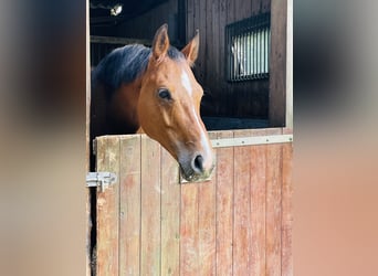Westfaliano, Caballo castrado, 7 años, Castaño