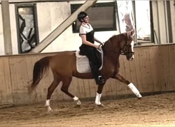 Westfaliano, Caballo castrado, 8 años, 150 cm, Alazán