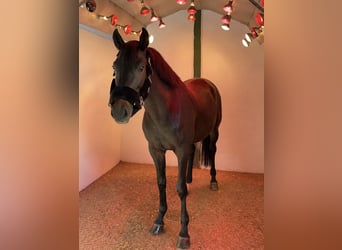 Westfaliano, Caballo castrado, 8 años, 161 cm, Morcillo