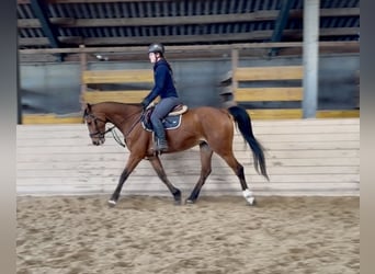 Westfaliano, Caballo castrado, 8 años, 162 cm, Castaño oscuro
