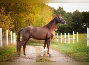Westfaliano, Caballo castrado, 8 años, 163 cm, Alazán