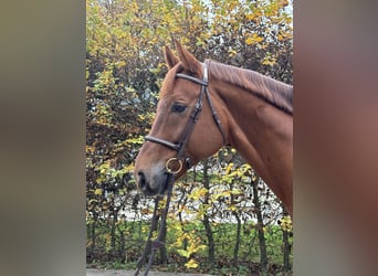 Westfaliano, Caballo castrado, 8 años, 167 cm, Alazán