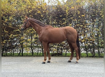 Westfaliano, Caballo castrado, 8 años, 167 cm, Alazán