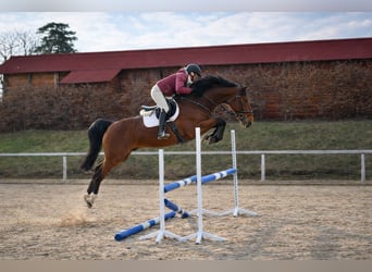 Westfaliano, Caballo castrado, 8 años, 167 cm, Castaño