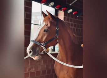 Westfaliano, Caballo castrado, 8 años, 168 cm, Alazán-tostado