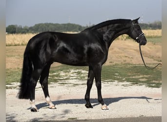 Westfaliano, Caballo castrado, 8 años, 168 cm, Negro