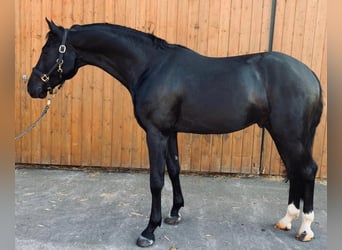 Westfaliano, Caballo castrado, 8 años, 168 cm, Negro