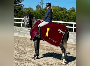 Westfaliano, Caballo castrado, 8 años, 168 cm, Tordo