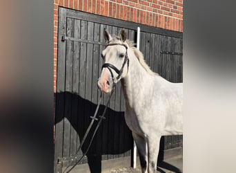 Westfaliano, Caballo castrado, 8 años, 168 cm, Tordo