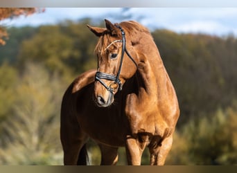 Westfaliano, Caballo castrado, 8 años, 170 cm, Alazán