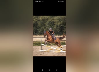 Westfaliano, Caballo castrado, 8 años, 170 cm, Alazán-tostado