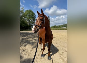 Westfaliano, Caballo castrado, 8 años, 170 cm, Alazán-tostado