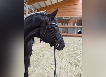 Westfaliano, Caballo castrado, 8 años, 170 cm, Negro