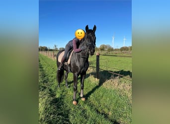 Westfaliano, Caballo castrado, 8 años, 170 cm, Negro