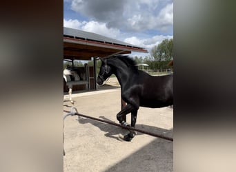 Westfaliano, Caballo castrado, 8 años, 170 cm, Negro