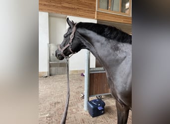 Westfaliano, Caballo castrado, 8 años, 170 cm, Negro