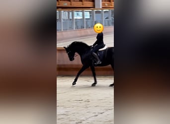 Westfaliano, Caballo castrado, 8 años, 170 cm, Negro