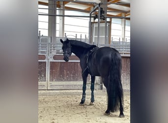 Westfaliano, Caballo castrado, 8 años, 170 cm, Negro