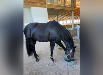 Westfaliano, Caballo castrado, 8 años, 170 cm, Negro