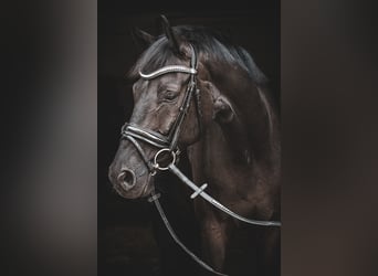 Westfaliano, Caballo castrado, 8 años, 170 cm, Negro