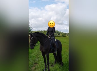 Westfaliano, Caballo castrado, 8 años, 170 cm, Negro