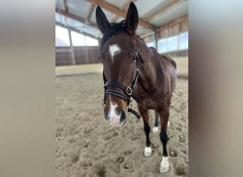 Westfaliano, Caballo castrado, 8 años, 172 cm, Castaño