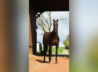 Westfaliano, Caballo castrado, 8 años, 172 cm, Negro