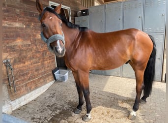 Westfaliano, Caballo castrado, 8 años, 174 cm, Castaño