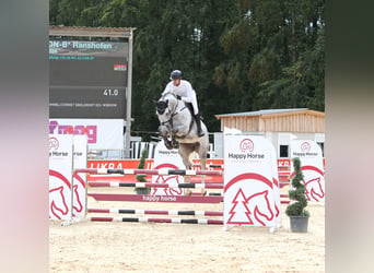 Westfaliano, Caballo castrado, 8 años, 175 cm, Tordo