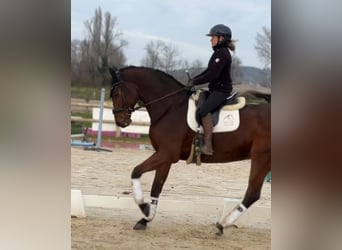 Westfaliano, Caballo castrado, 8 años, 176 cm, Castaño